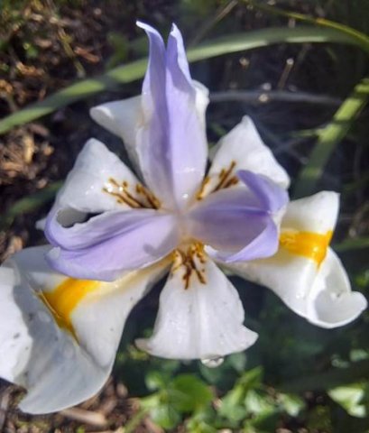 Dietes grandiflora writhing flower